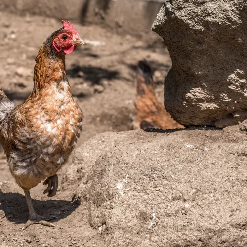 Footer Primary Without Banner