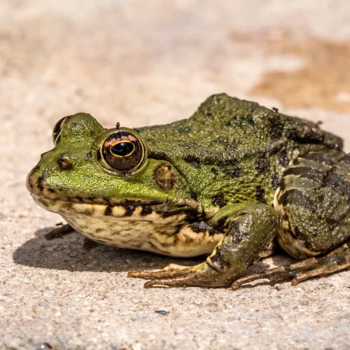 Footer Primary Without Banner